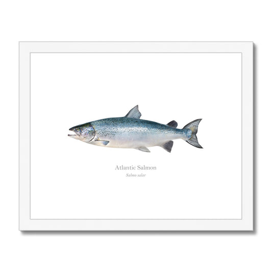 Atlantic Salmon - Framed & Mounted Print - With Scientific Name
