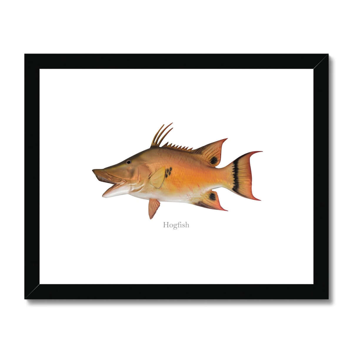 Hogfish - Framed & Mounted Print