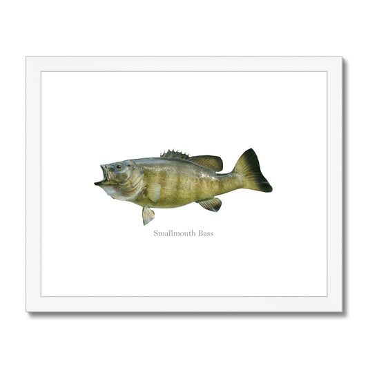 Smallmouth Bass - Framed & Mounted Print