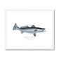 Spotted Seatrout - Framed & Mounted Print - With Scientific Name