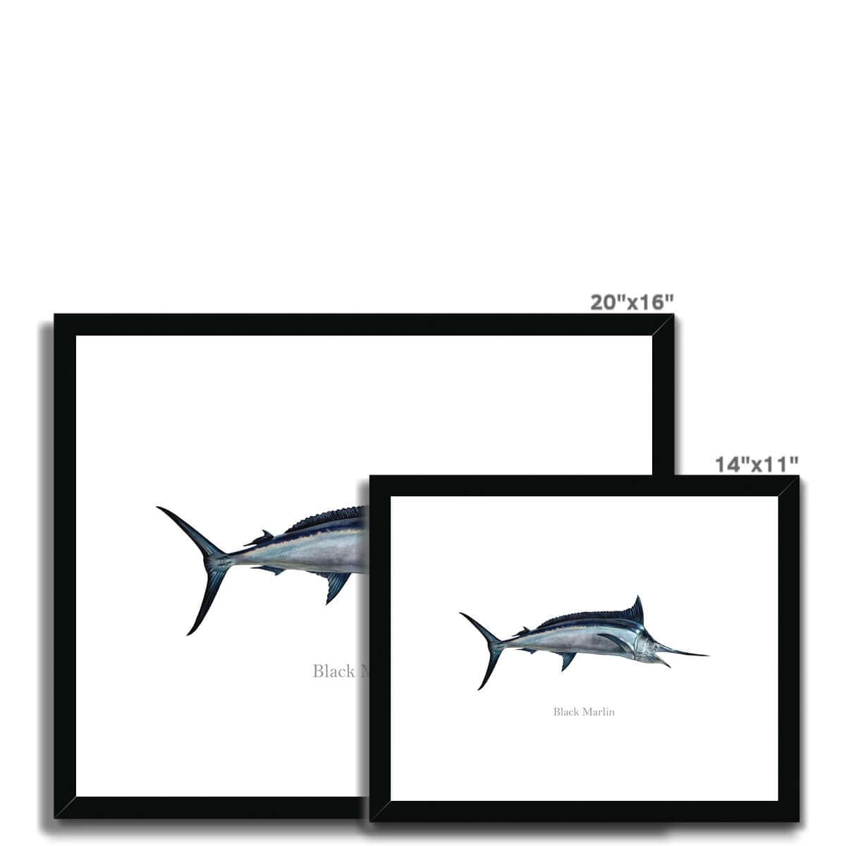 Black Marlin - Framed & Mounted Print