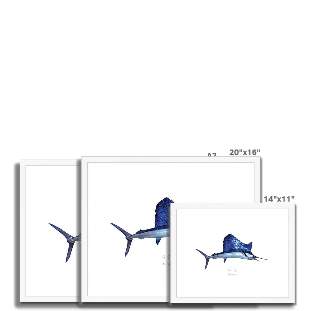 Sailfish - Framed & Mounted Print - With Scientific Name