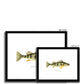 Yellow Perch - Framed & Mounted Print