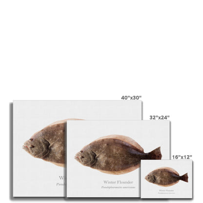 Winter Flounder - Canvas Print - With Scientific Name