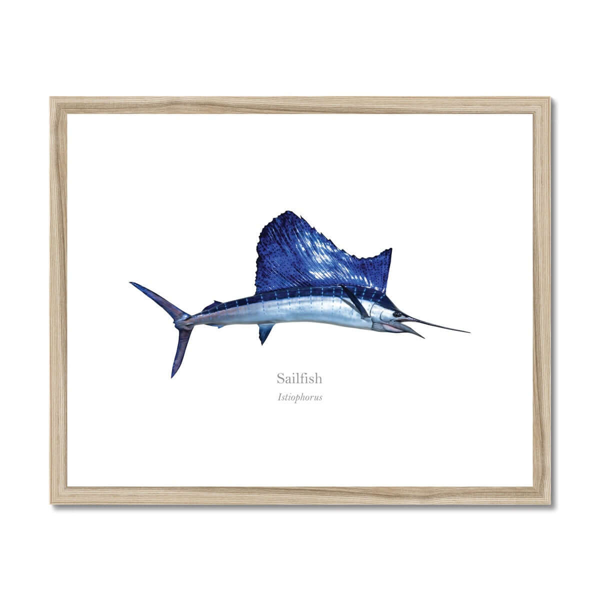 Sailfish - Framed & Mounted Print - With Scientific Name