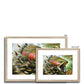 Rainbow Trout | Framed and Mounted Print
