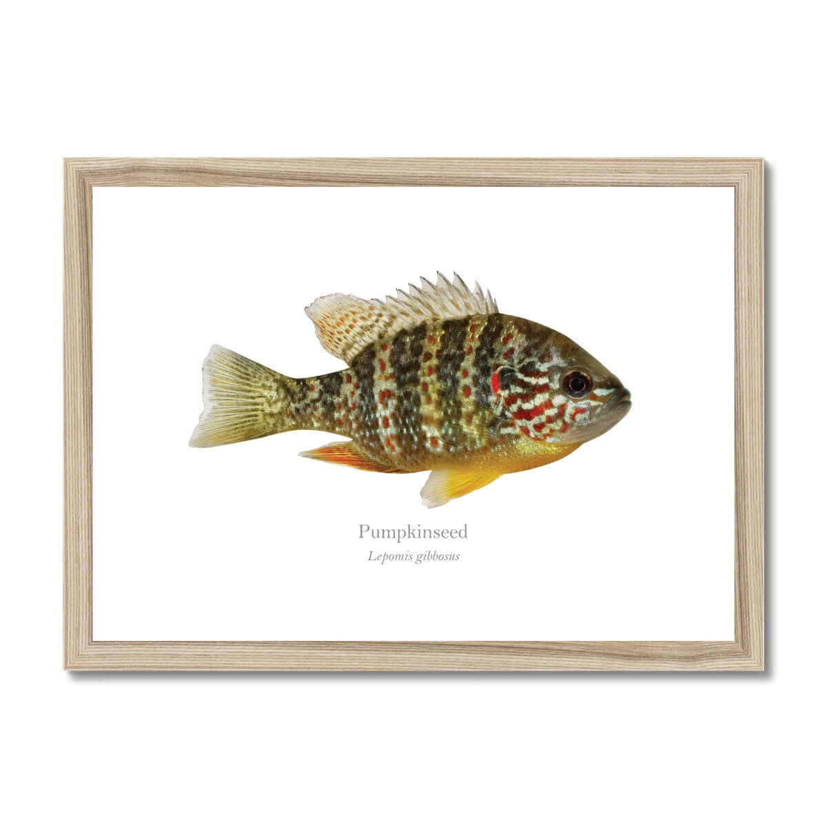 Pumpkinseed Sunfish - Framed & Mounted Print - With Scientific Name