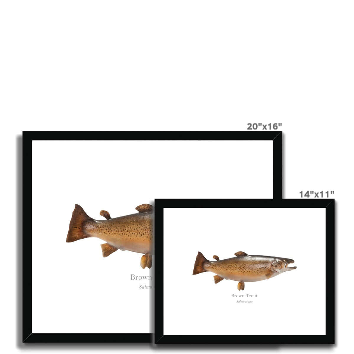 Brown Trout - Framed & Mounted Print - With Scientific Name