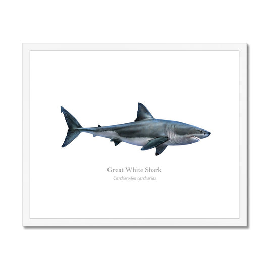 Great White Shark - Framed & Mounted Print - With Scientific Name