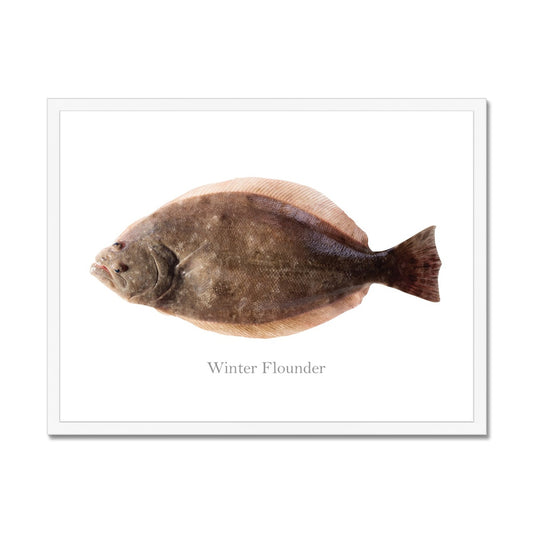 Winter Flounder - Framed Print