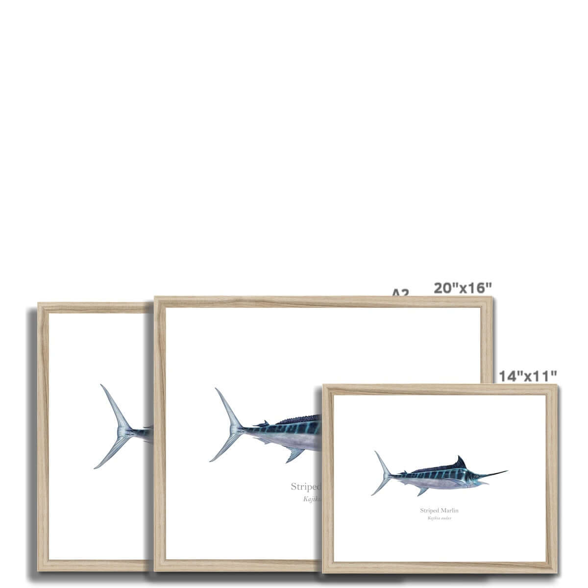 Striped Marlin - Framed & Mounted Print - With Scientific Name