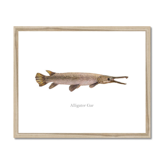 Alligator Gar - Framed & Mounted Print