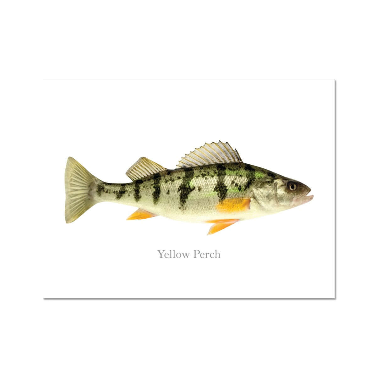 Yellow Perch - Art Print