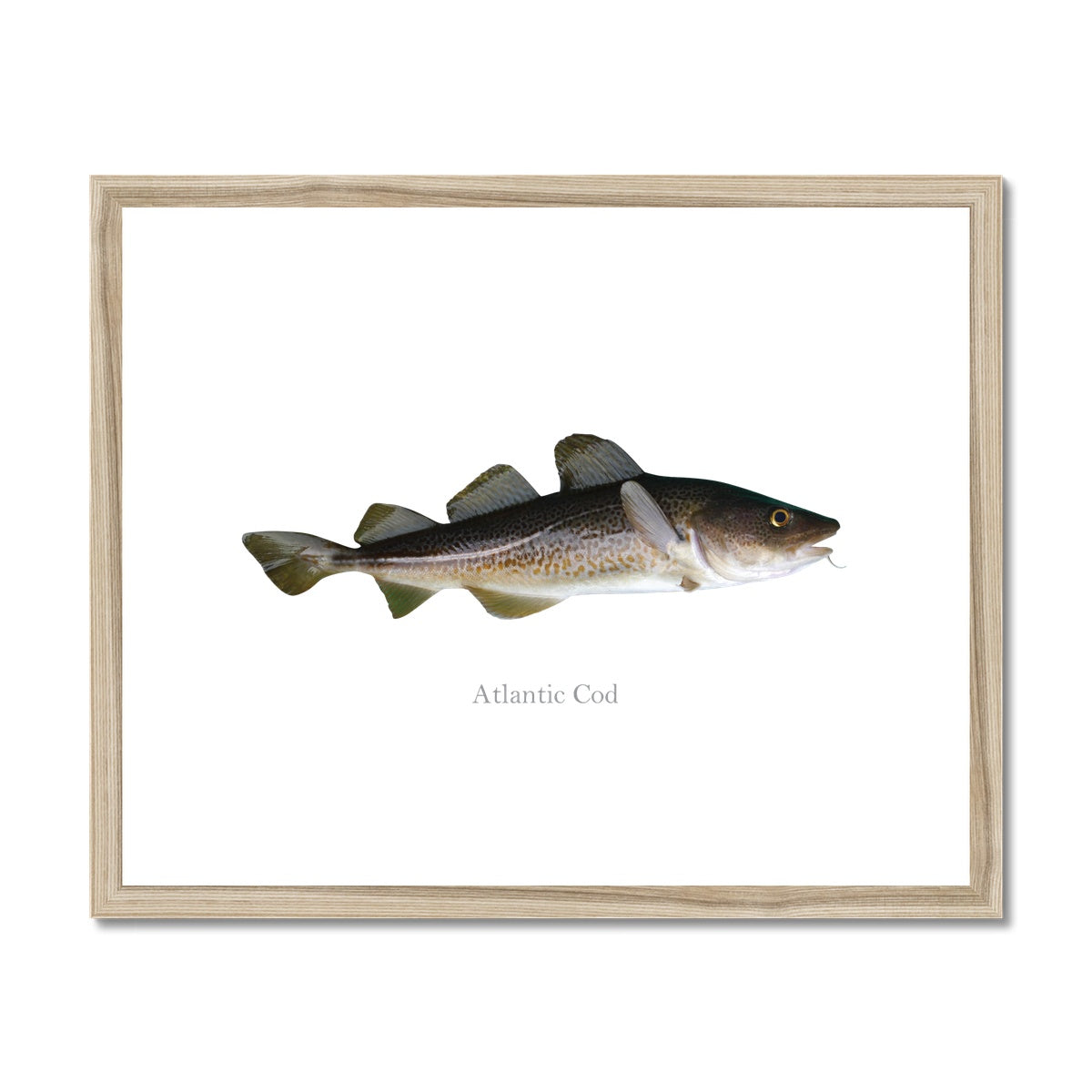 Atlantic Cod - Framed & Mounted Print