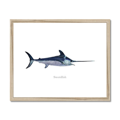 Swordfish - Framed & Mounted Print