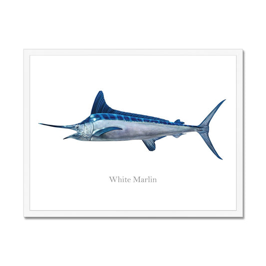 White Marlin - Framed Print
