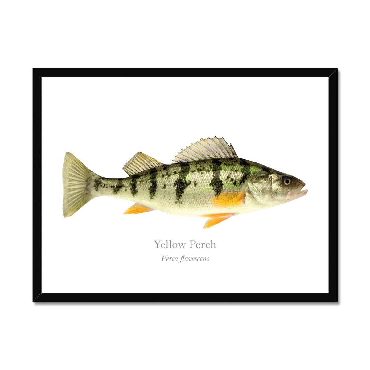 Yellow Perch - Framed Print - With Scientific Name