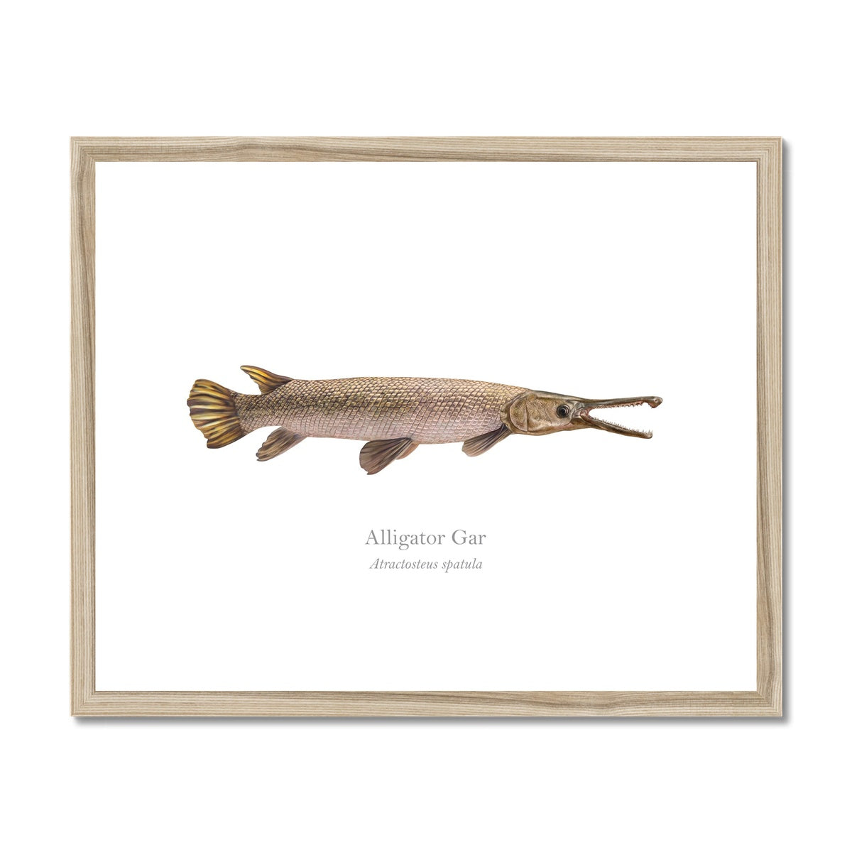 Alligator Gar - Framed & Mounted Print - With Scientific Name