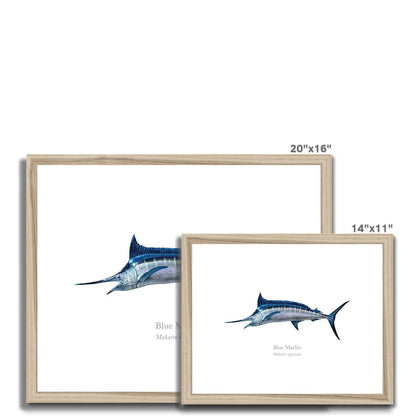 Blue Marlin - Framed & Mounted Print - With Scientific Name