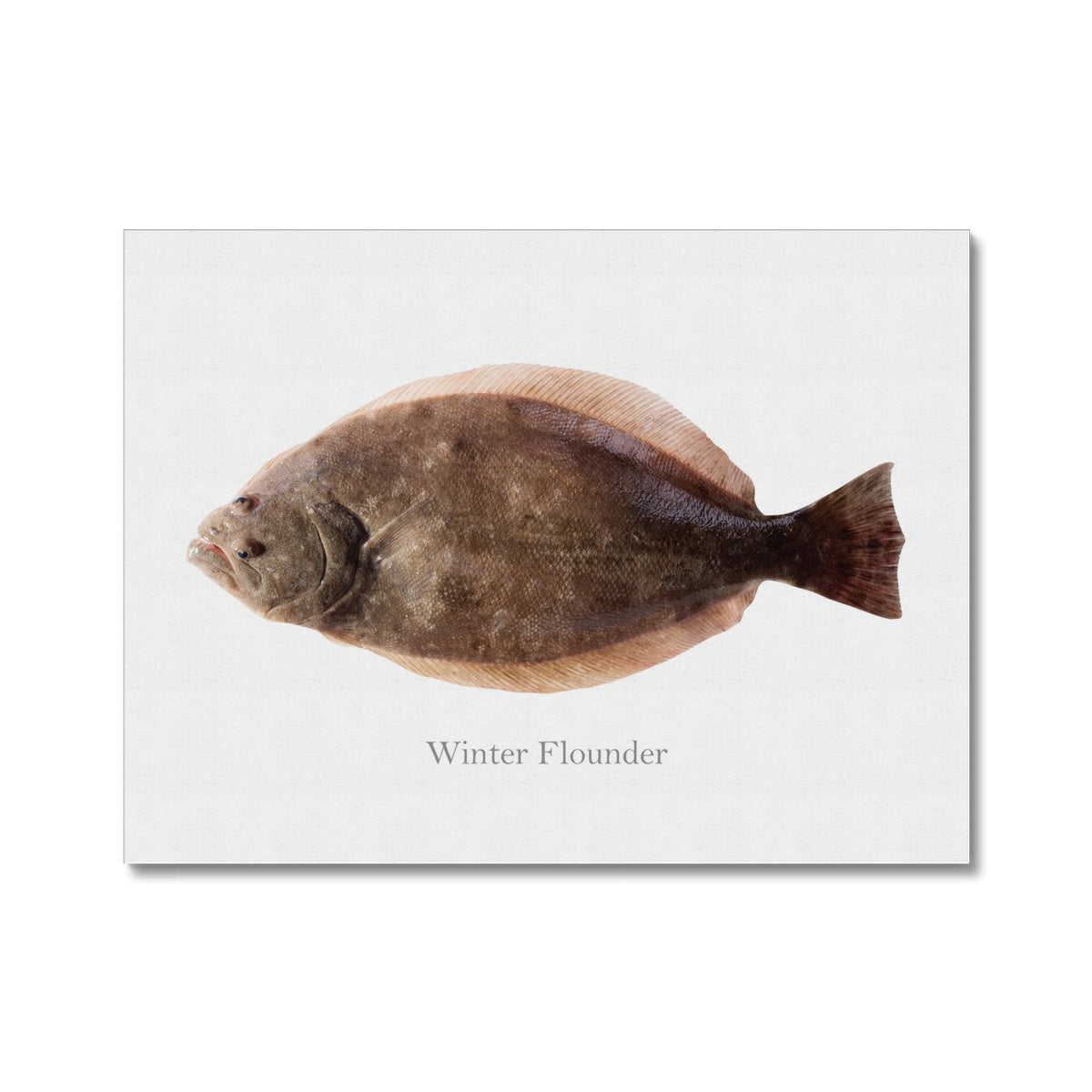 Winter Flounder - Canvas Print