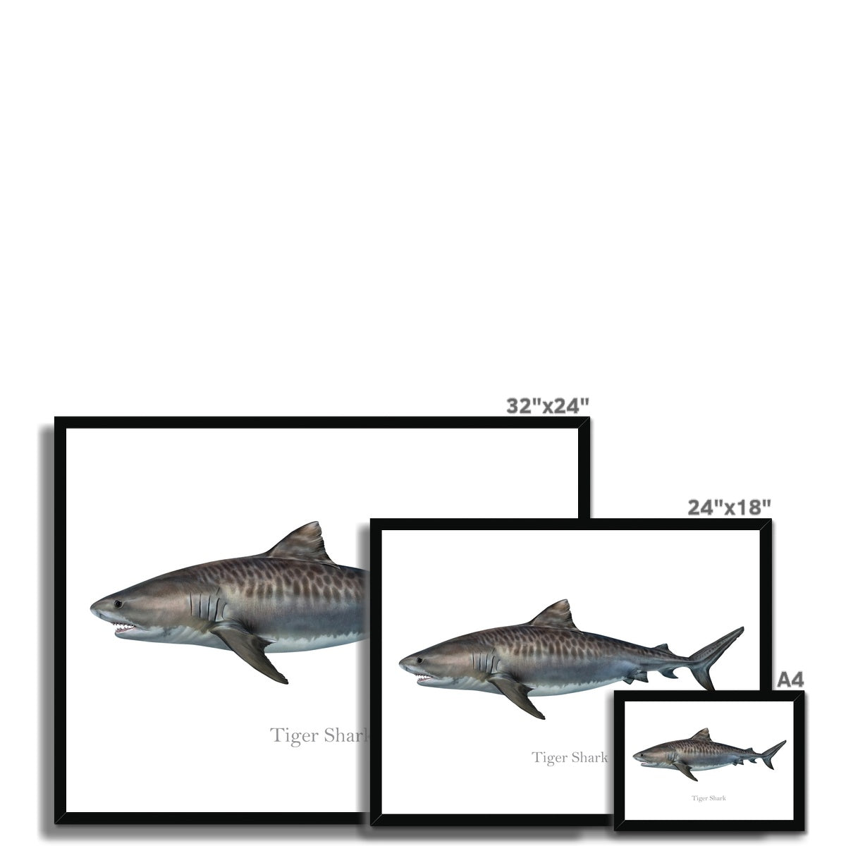 Tiger Shark - Framed Print