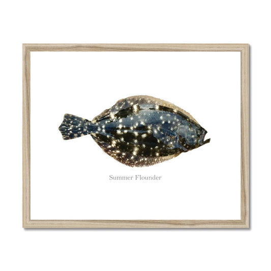 Summer Flounder - Framed & Mounted Print