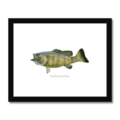 Smallmouth Bass - Framed & Mounted Print