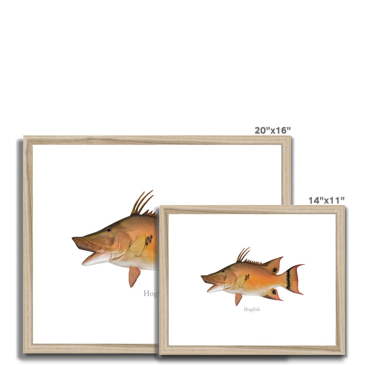 Hogfish - Framed & Mounted Print