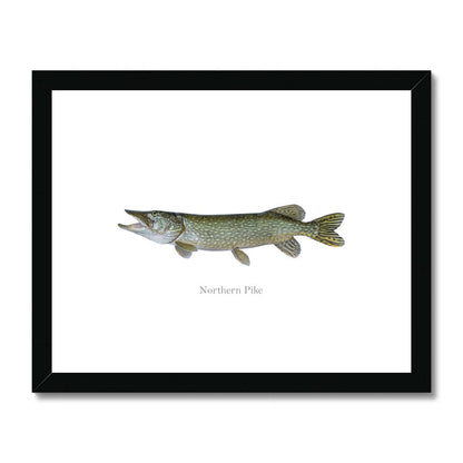 Northern Pike - Framed & Mounted Print