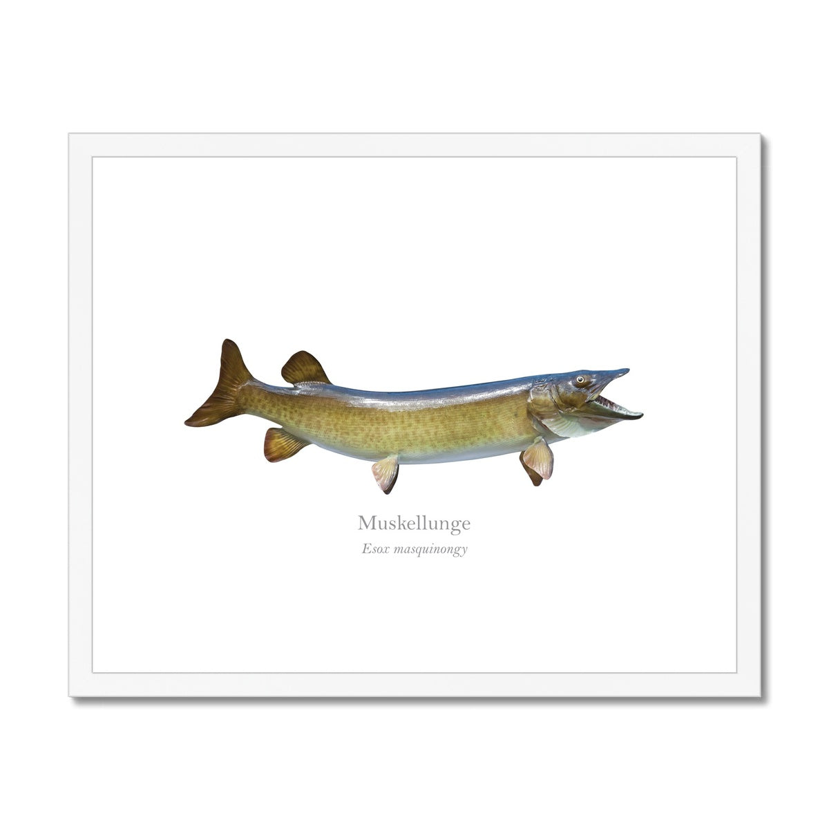 Muskellunge - Framed & Mounted Print - With Scientific Name