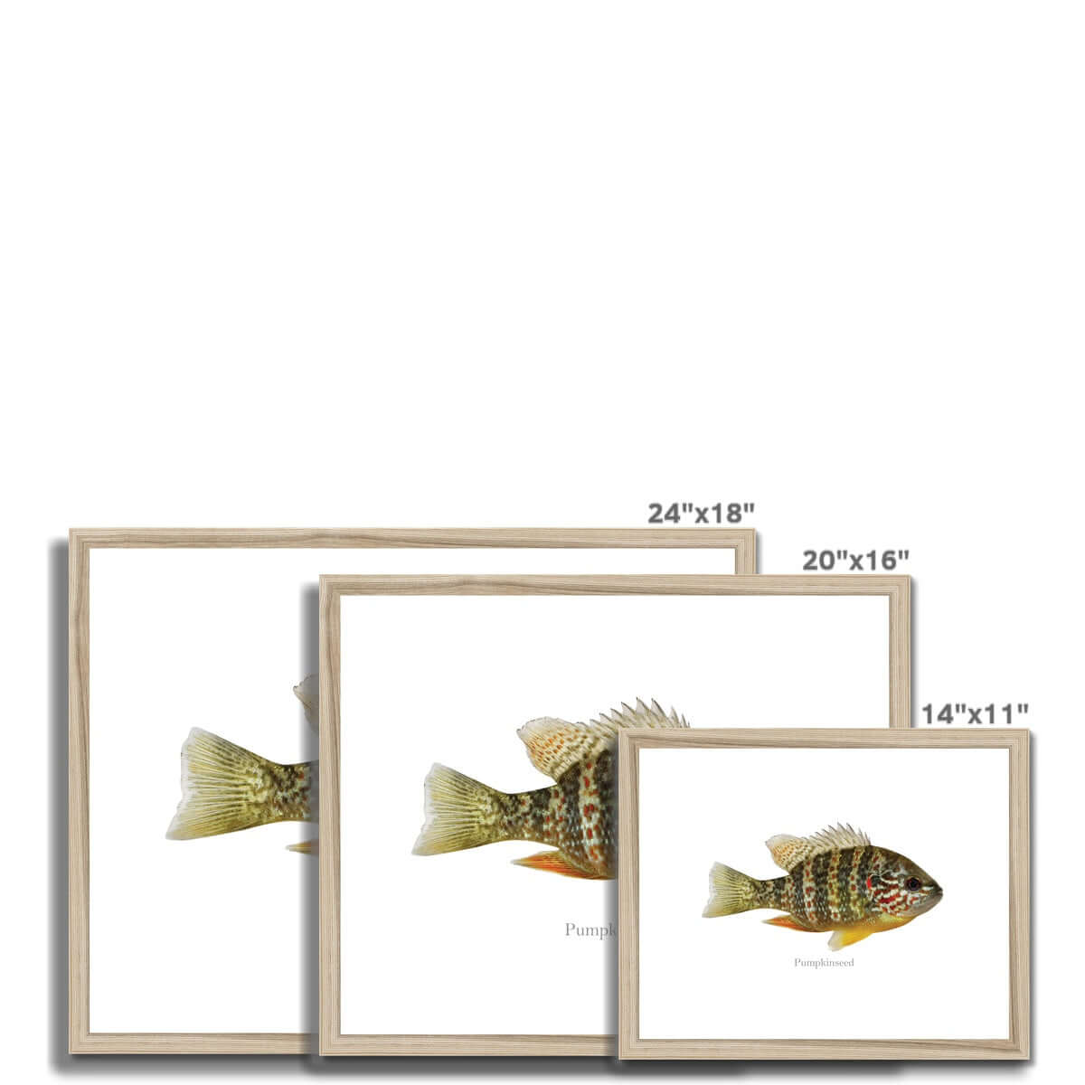 Pumpkinseed Sunfish - Framed & Mounted Print