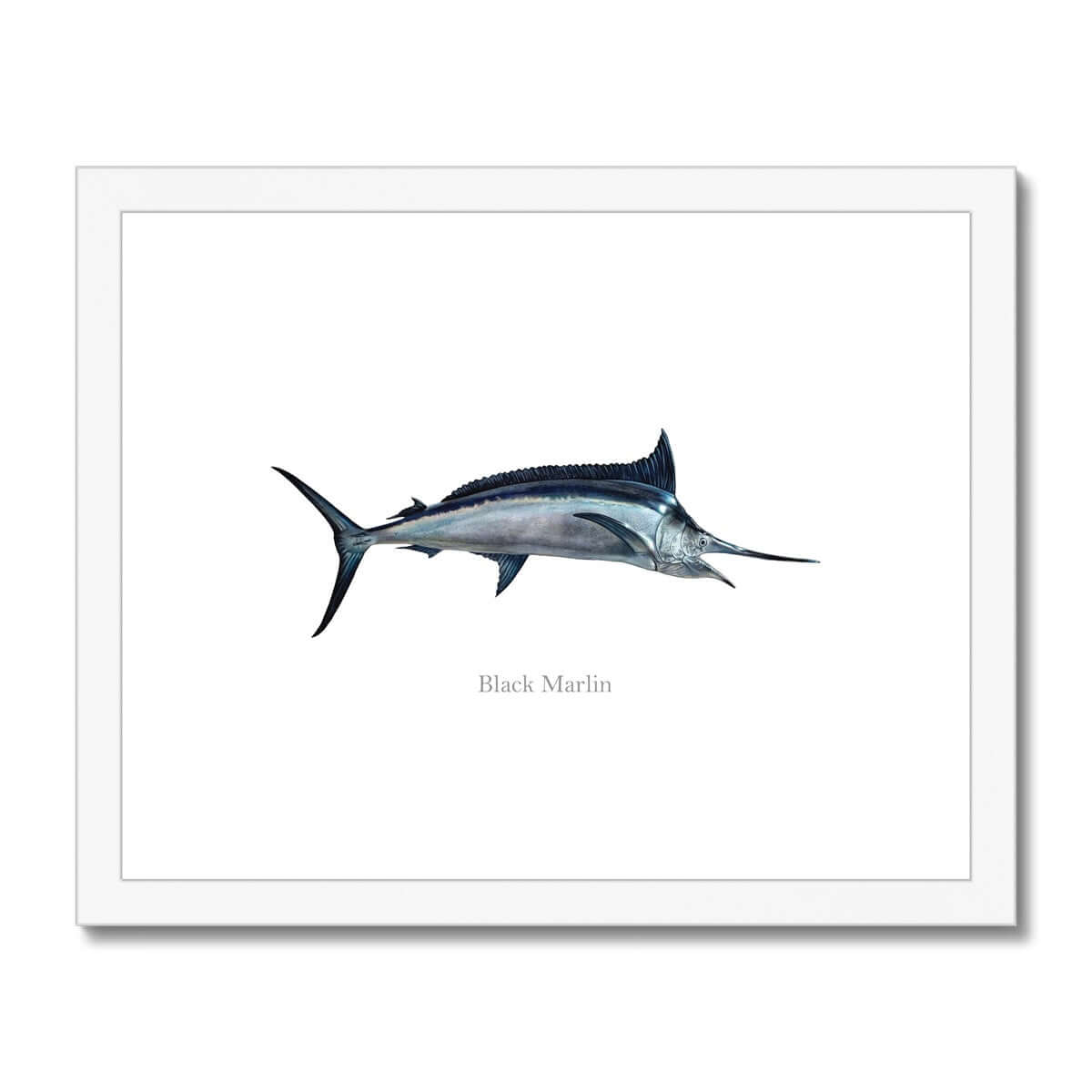 Black Marlin - Framed & Mounted Print