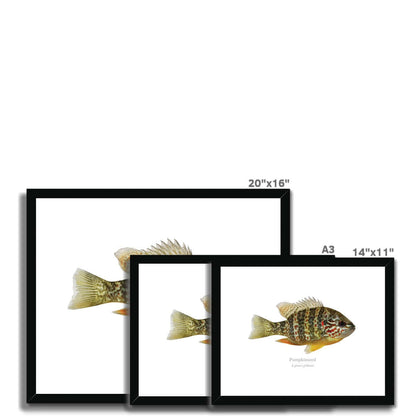 Pumpkinseed Sunfish - Framed & Mounted Print - With Scientific Name