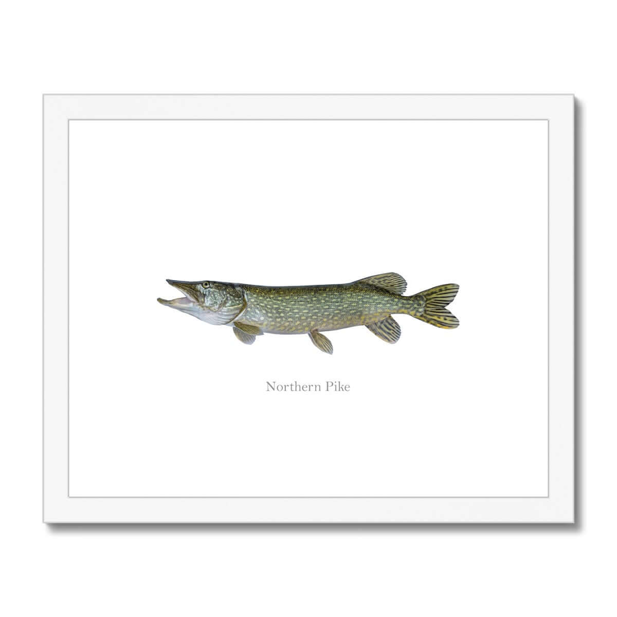 Northern Pike - Framed & Mounted Print