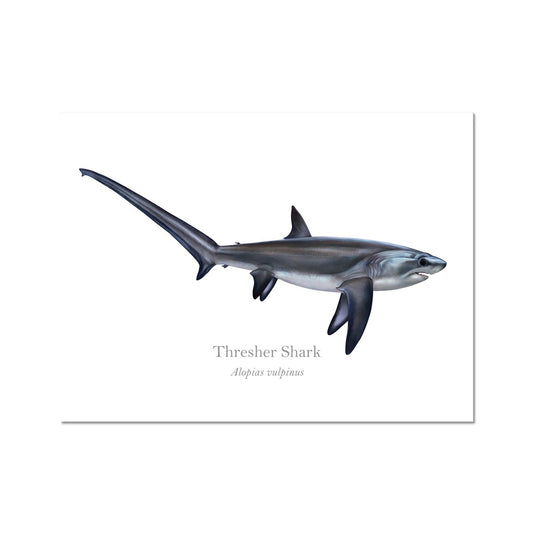 Thresher Shark - Art Print - With Scientific Name