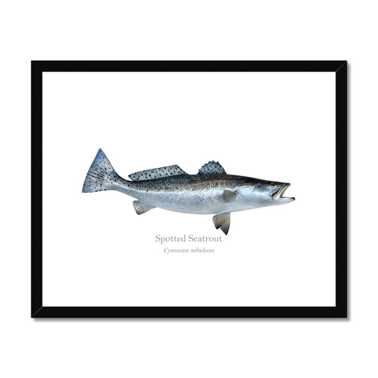 Spotted Seatrout - Framed & Mounted Print - With Scientific Name