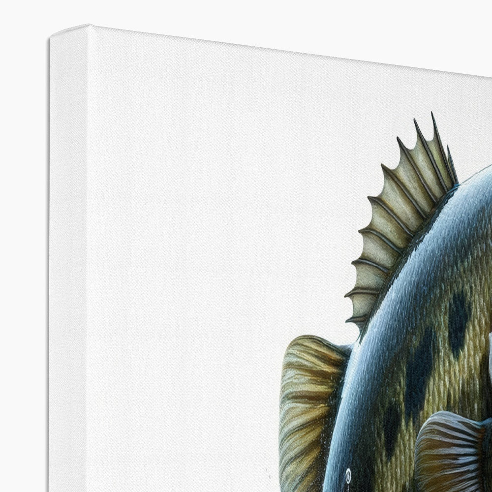 Largemouth Bass | Canvas Print