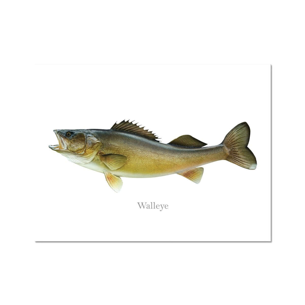 Walleye - Art Print