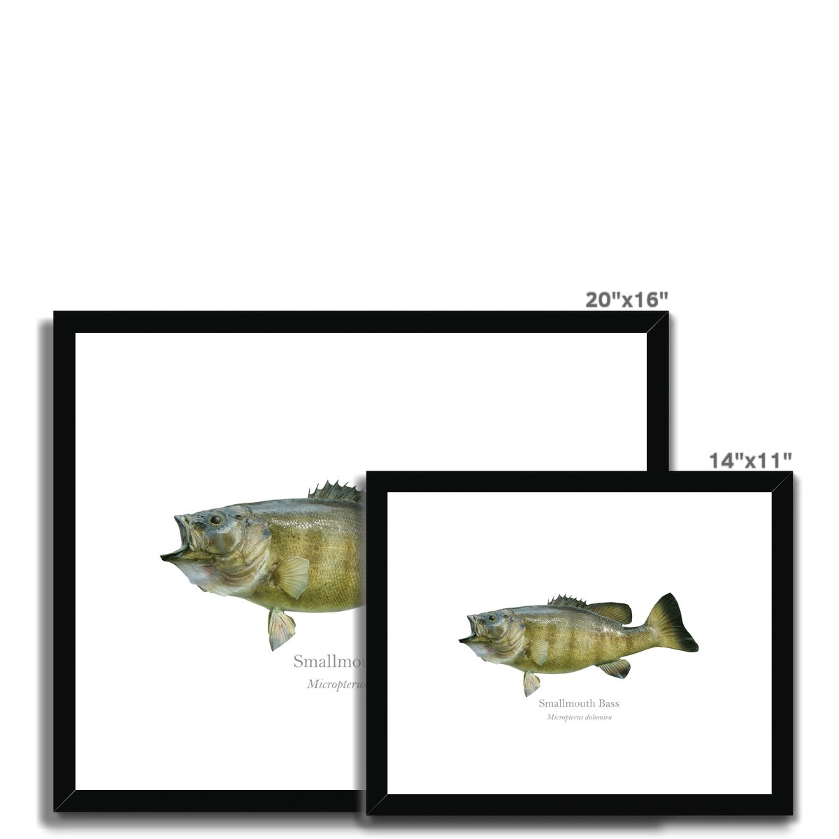 Smallmouth Bass - Framed & Mounted Print - With Scientific Name