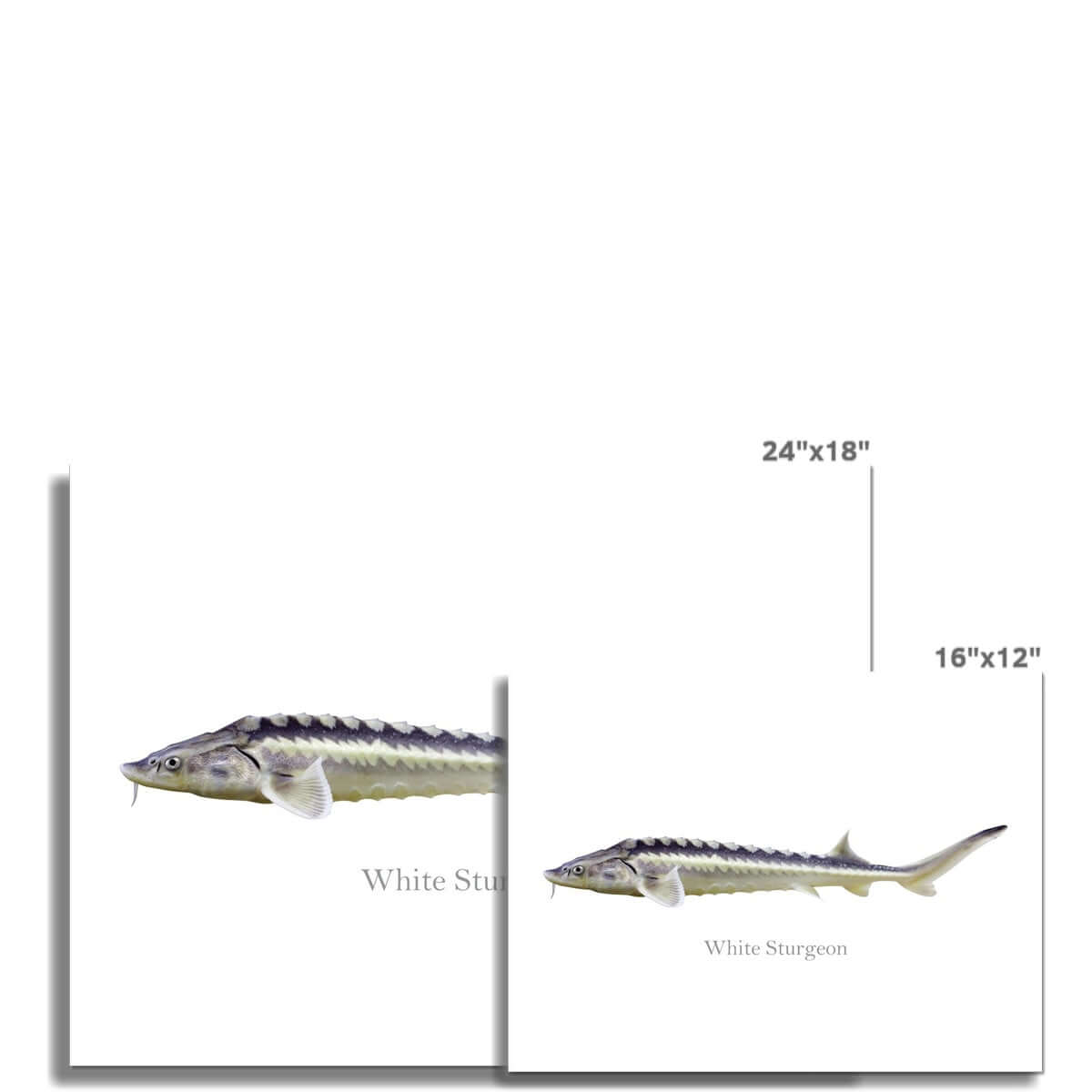 White Sturgeon - Art Print