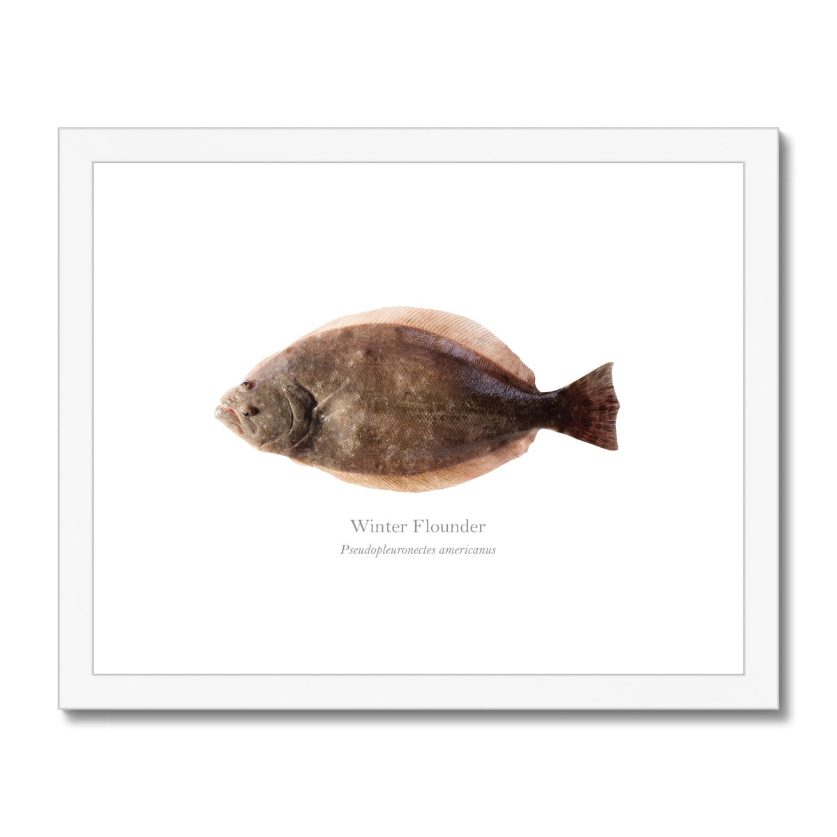 Winter Flounder - Framed & Mounted Print - With Scientific Name