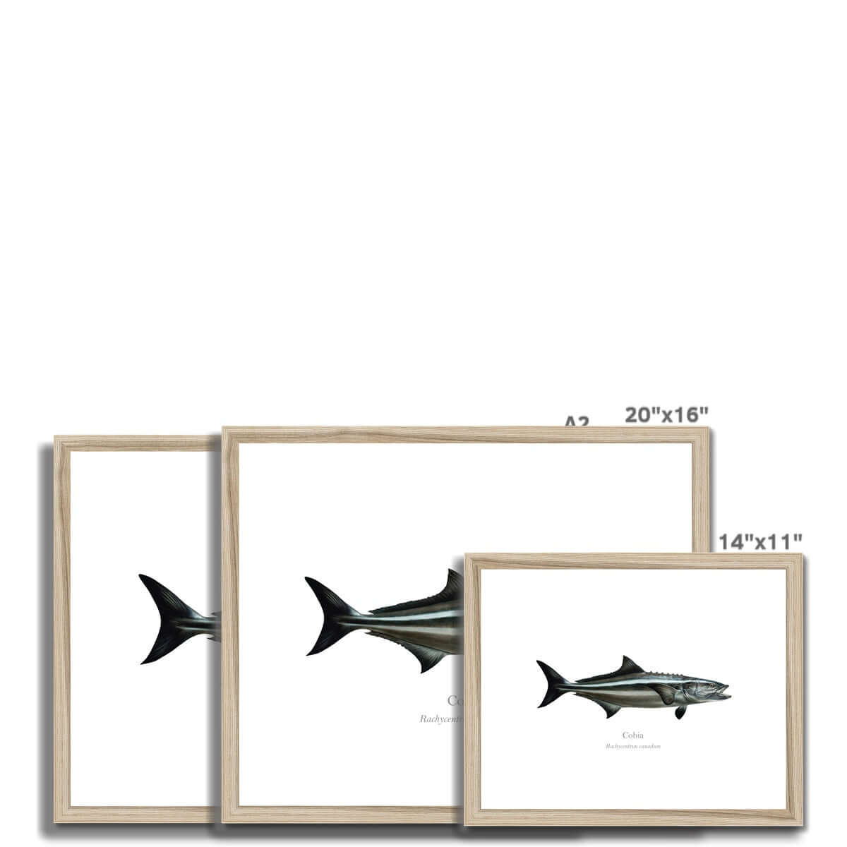 Cobia - Framed & Mounted Print - With Scientific Name