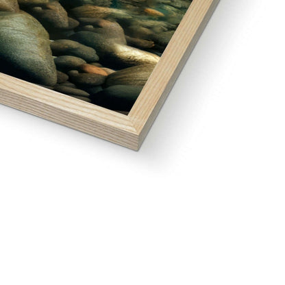 Rainbow Trout | Framed Print