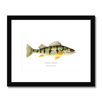 Yellow Perch - Framed & Mounted Print - With Scientific Name