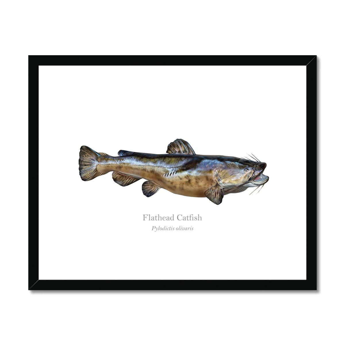 Flathead Catfish - Framed & Mounted Print - With Scientific Name