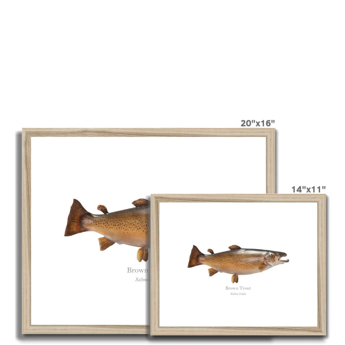 Brown Trout - Framed & Mounted Print - With Scientific Name