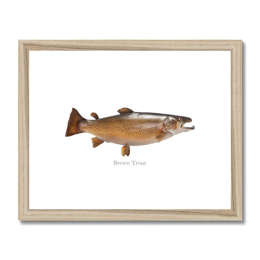 Brown Trout - Framed & Mounted Print