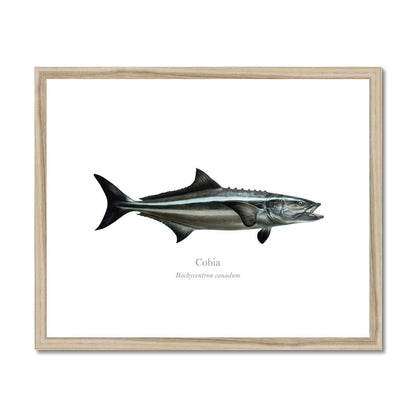 Cobia - Framed & Mounted Print - With Scientific Name