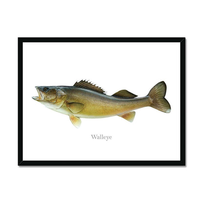 Framed illustration of a walleye fish on a white background.