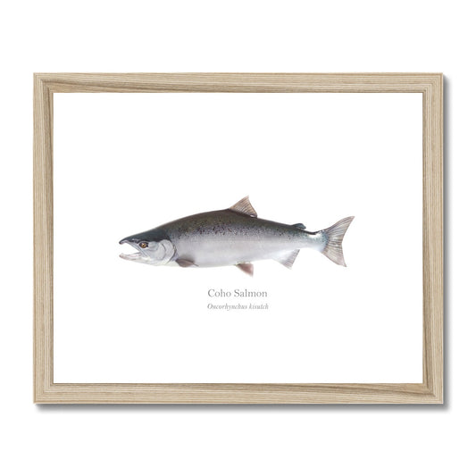 Coho Salmon - Framed & Mounted Print - With Scientific Name